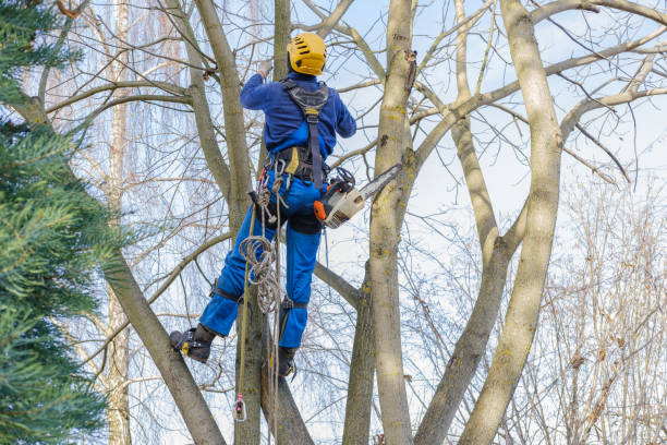 Professional Tree Care in Skyline View, PA