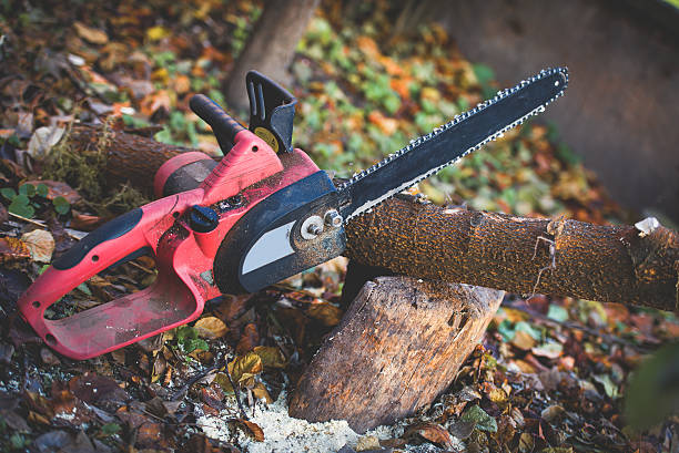 Best Tree and Shrub Care  in Skyline View, PA